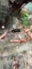 Micrathena
