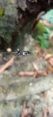 Micrathena