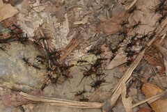 Eciton burchellii
