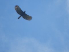 Spizaetus tyrannus