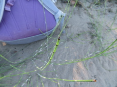 Equisetum variegatum