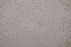 Scytinostroma hemidichophyticum