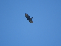 Spizaetus tyrannus