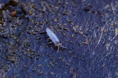 Entomobryomorpha