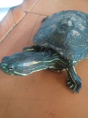 Trachemys callirostris