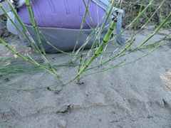 Equisetum variegatum