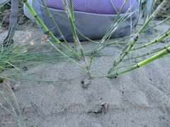 Equisetum variegatum