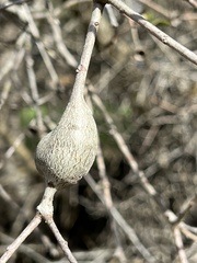 Protobalandricus spectabilis