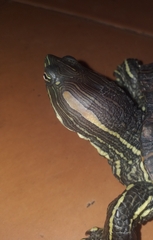 Trachemys callirostris