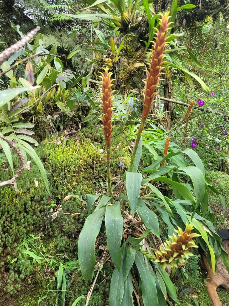 Pitcairnia squarrosa