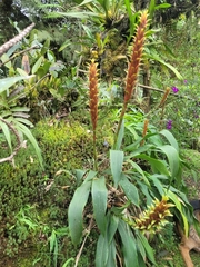 Pitcairnia