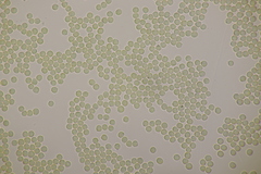 Scytinostroma hemidichophyticum