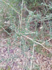 Adenocarpus telonensis