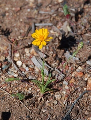 Pentachaeta aurea aurea