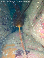 Laminaria hyperborea