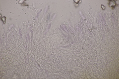 Scytinostroma hemidichophyticum