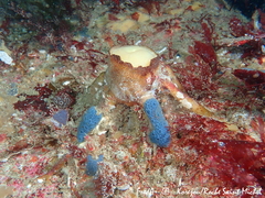 Laminaria hyperborea