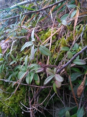 Polygaloides chamaebuxus