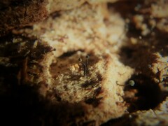 Chaenotheca brunneola