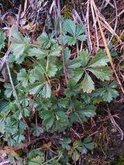 Potentilla verna