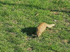 Cynictis penicillata