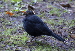 Turdus merula