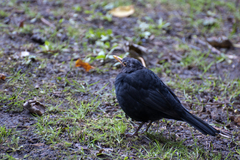 Turdus merula