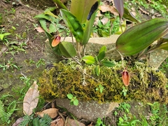 Restrepia