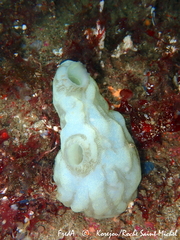 Phallusia mammillata