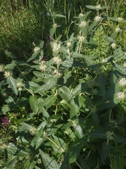 Phlomis herba-venti