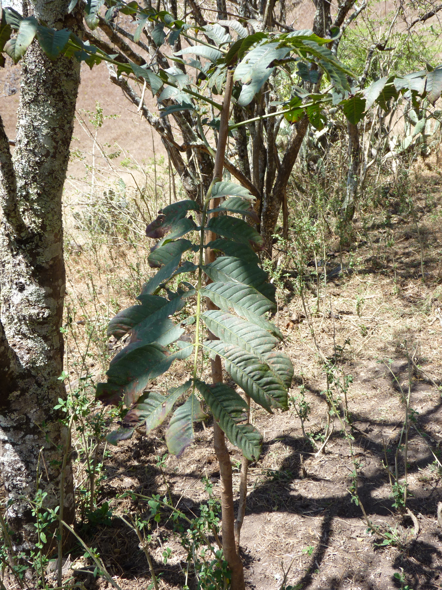 Trichilia image