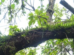 Hymenodictyon obovatum