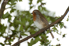 Erithacus rubecula