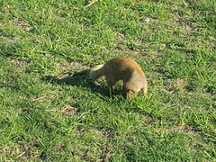 Cynictis penicillata