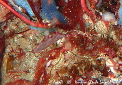 Polyclinum aurantium