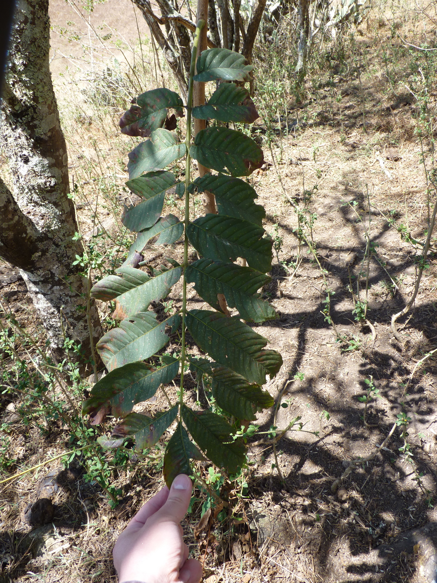 Trichilia tomentosa image