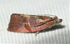 Evora hemidesma