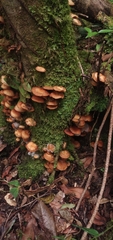Kuehneromyces