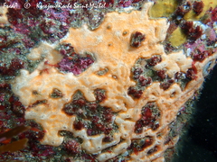 Polysyncraton bilobatum