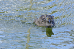 Tachybaptus dominicus
