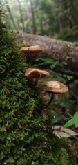 Kuehneromyces