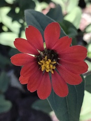 Zinnia peruviana