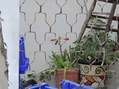 Cynanthus latirostris