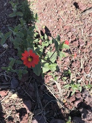 Zinnia peruviana