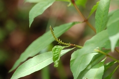 Stillingia acutifolia