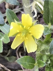 Tribulus terrestris