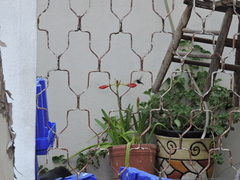 Cynanthus latirostris