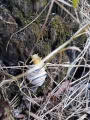 Caucasotachea vindobonensis