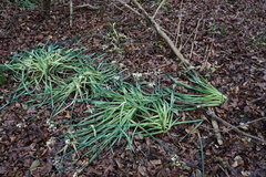 Narcissus tazetta