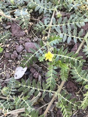 Tribulus terrestris